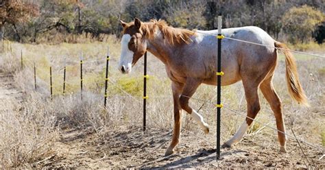 electric fence problems